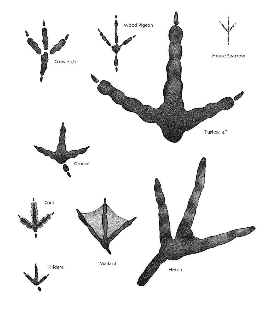 Следы диких зверей