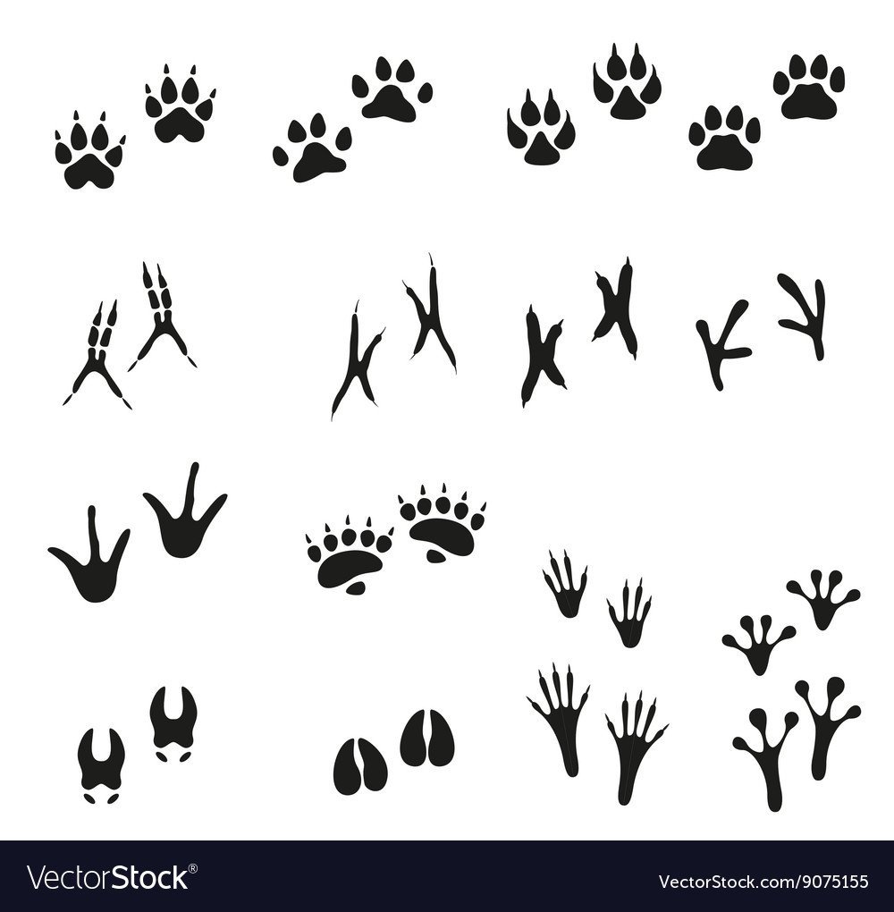 Следы зверей и птиц