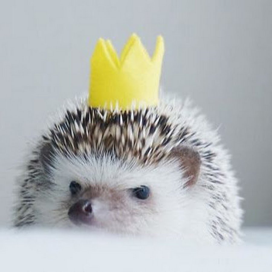 Ежик Король