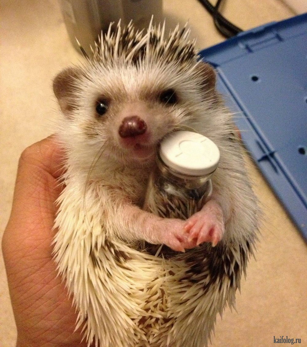 Рисунки ежиков прикольные