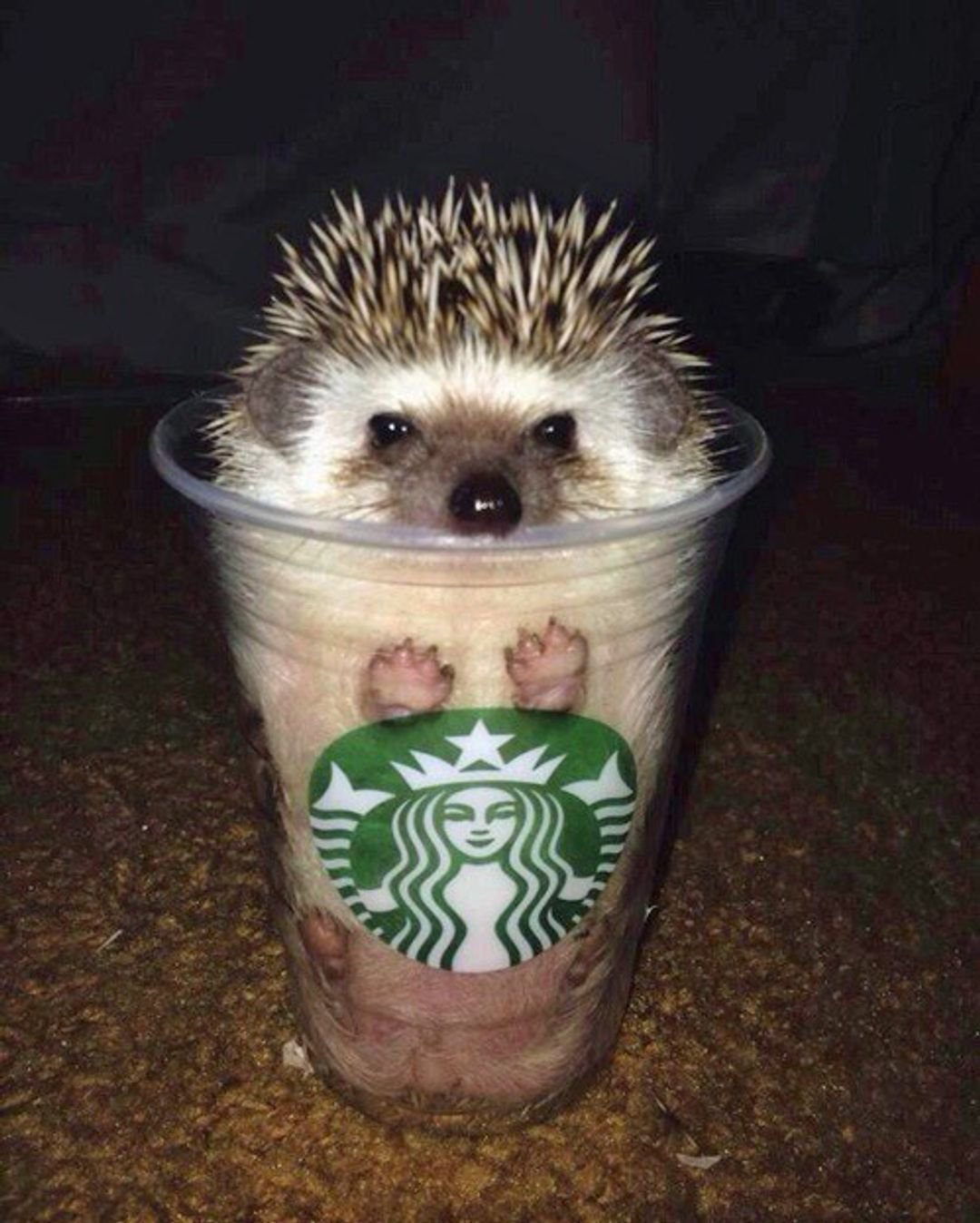 Открытки с Ёжиками прикольные