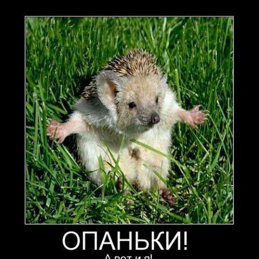Веселый ежик картинки прикольные