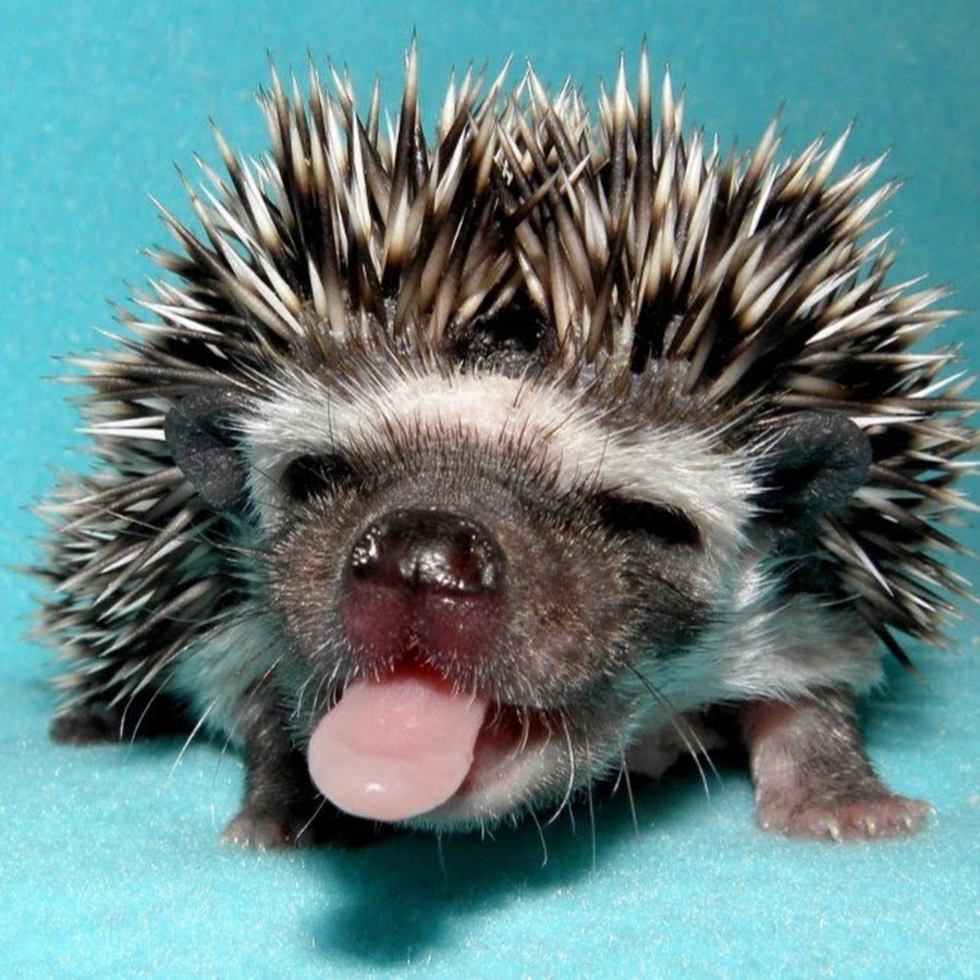 Смешной еж