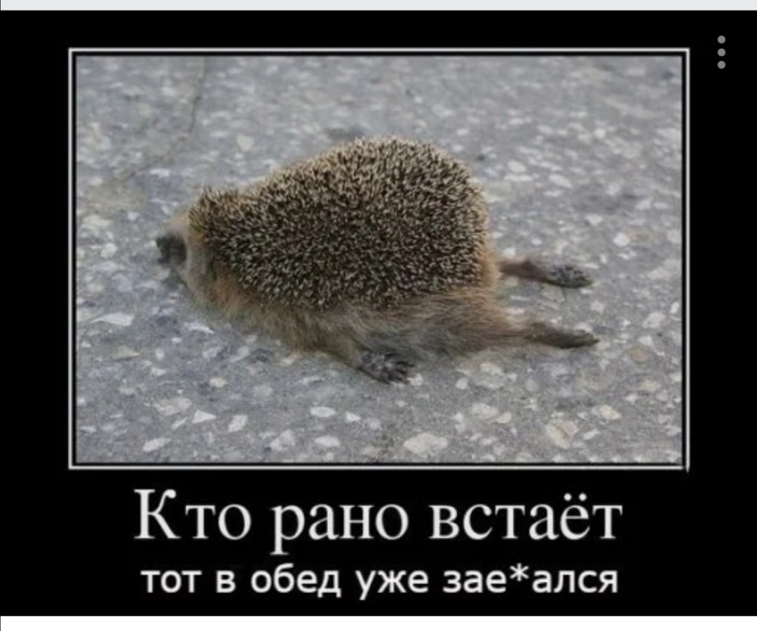 Я тебя люблю еж