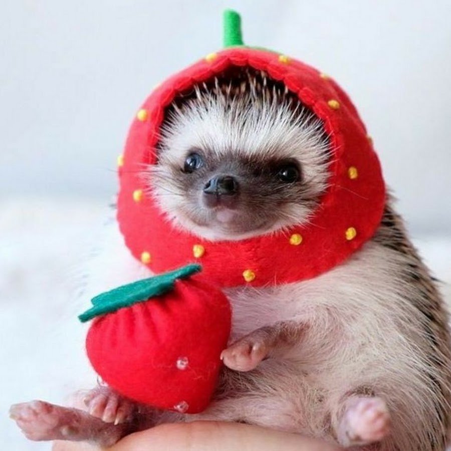 Забавные ежики