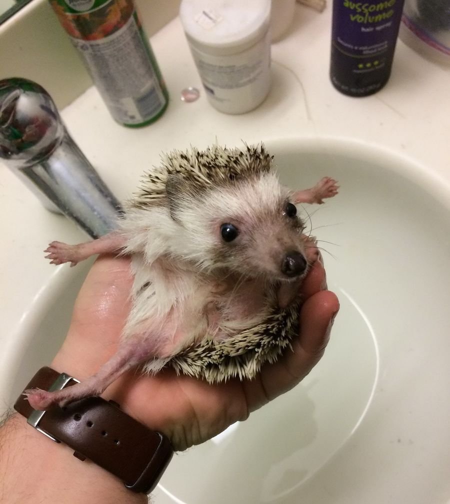 Ежик держись