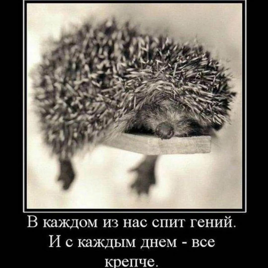 Ушастый ёж Детеныши