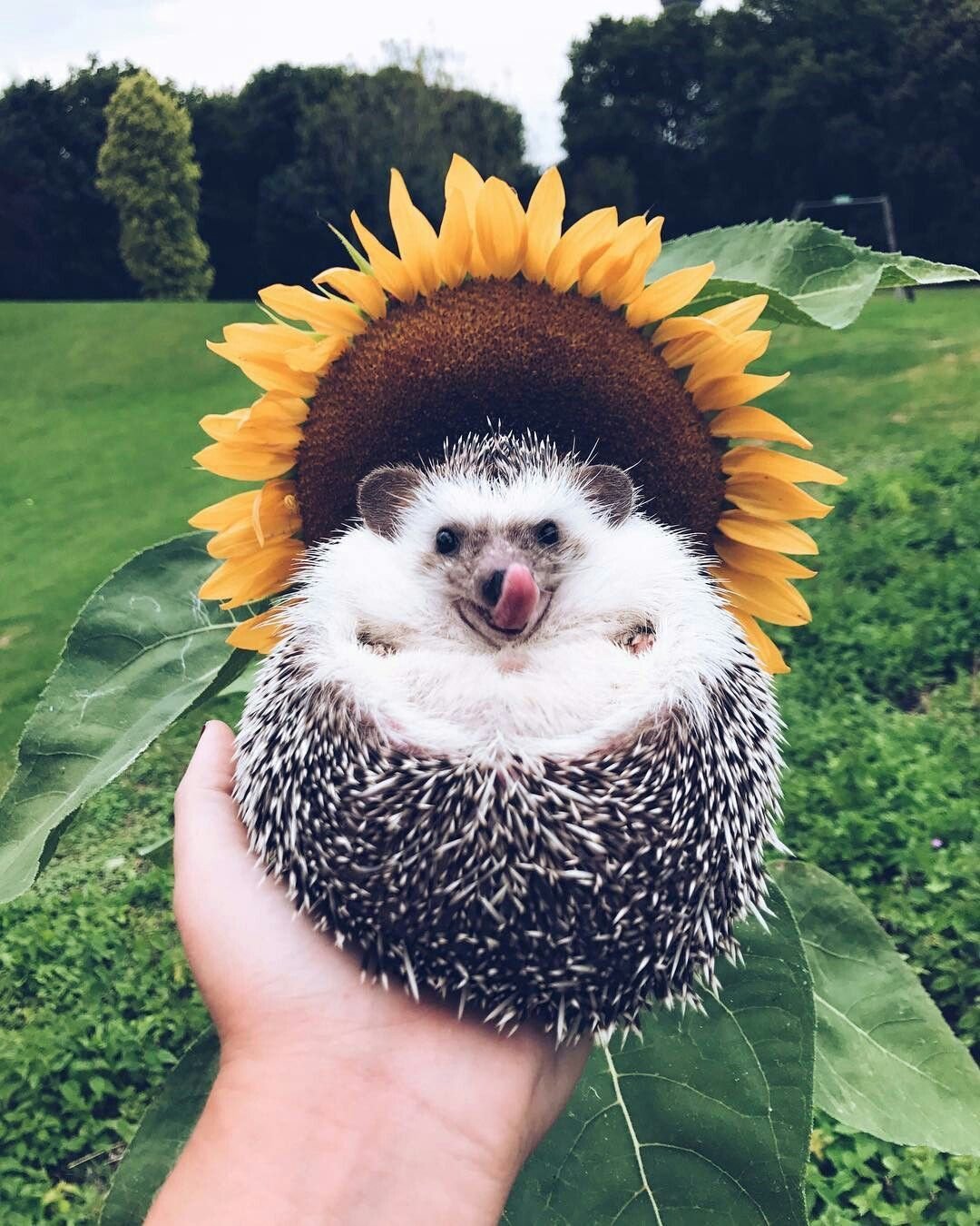 Ежик в тюрьме