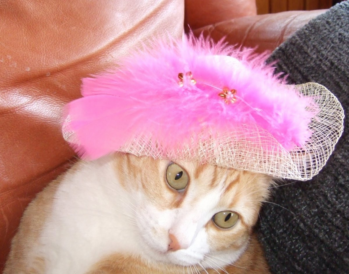 Котик в розовой шляпе