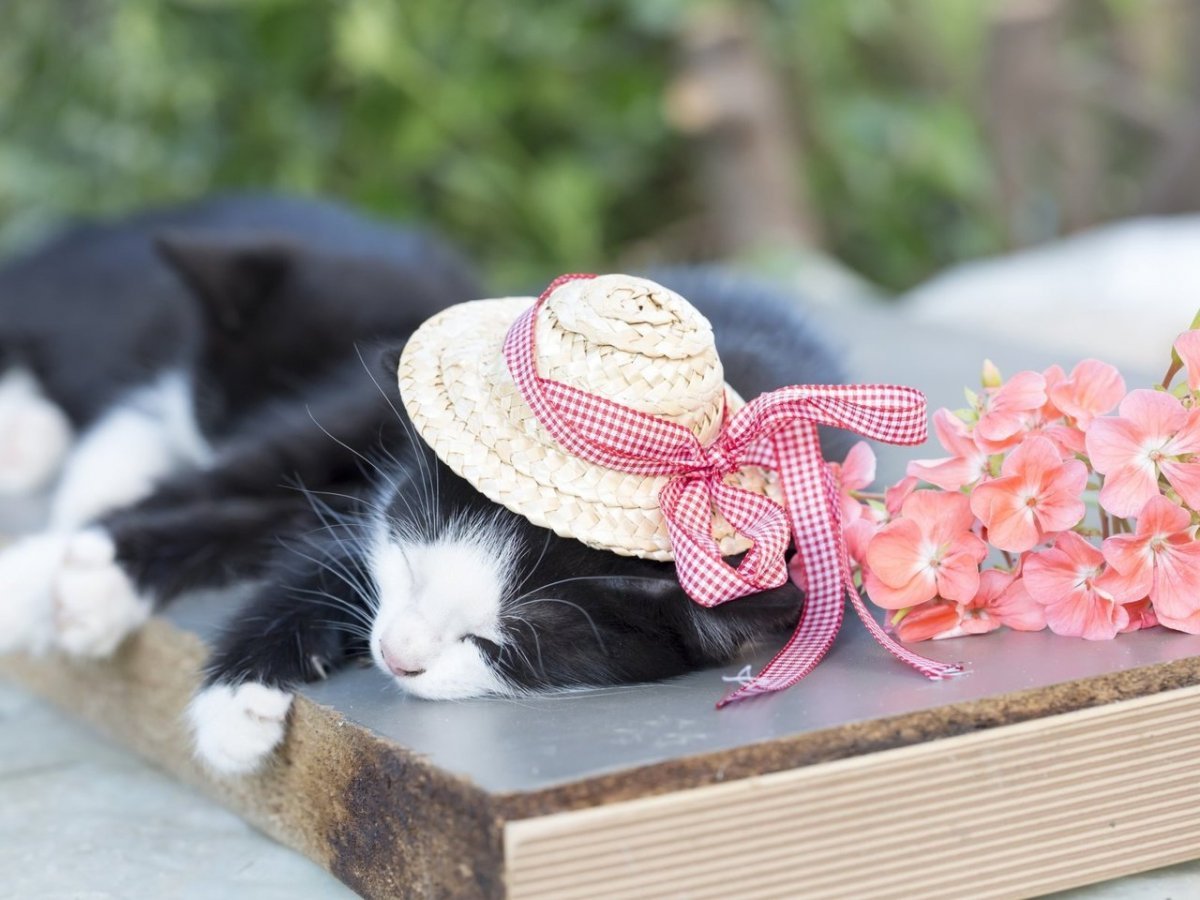 Котик в шляпке