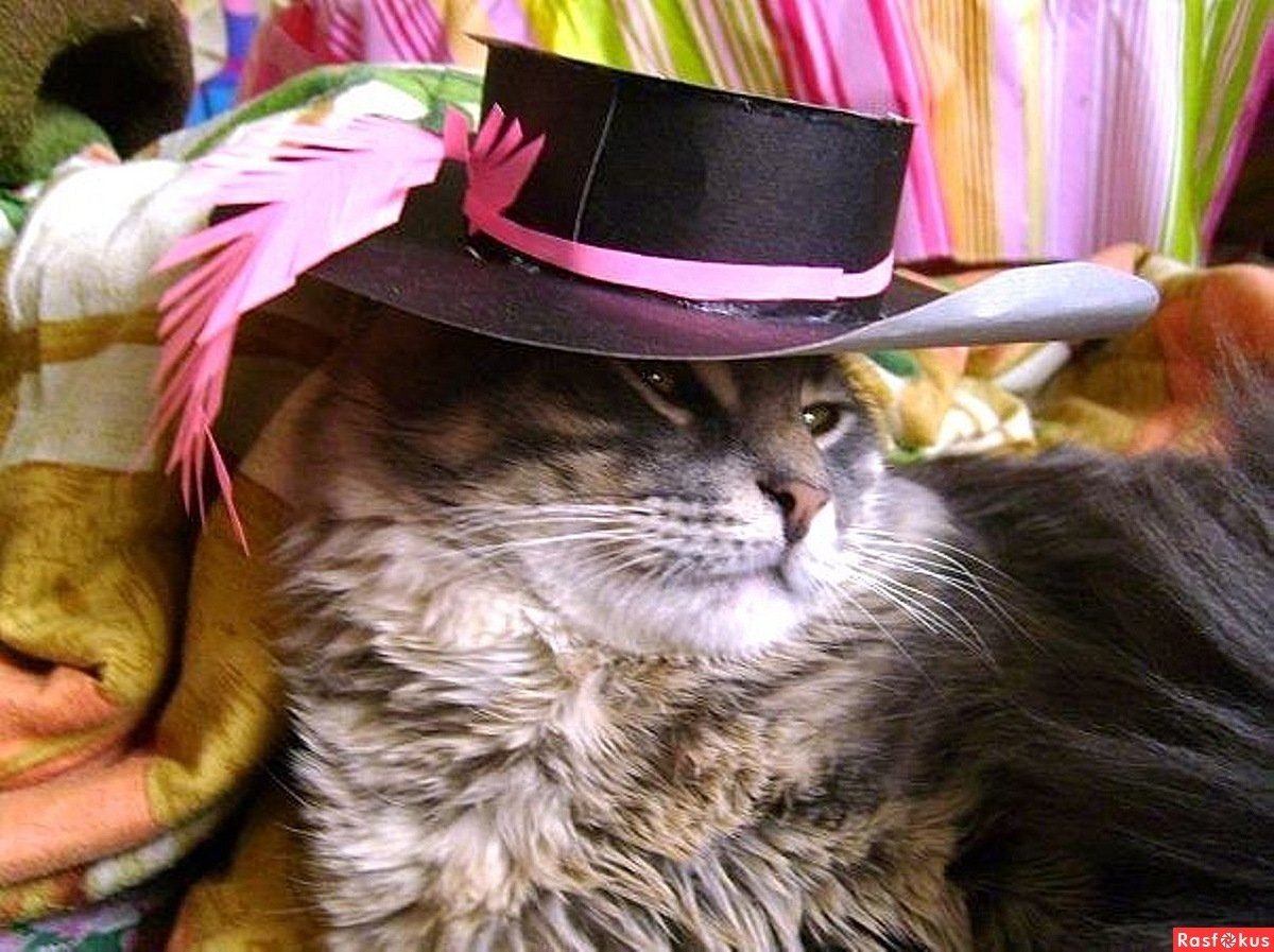 Котик в шляпке