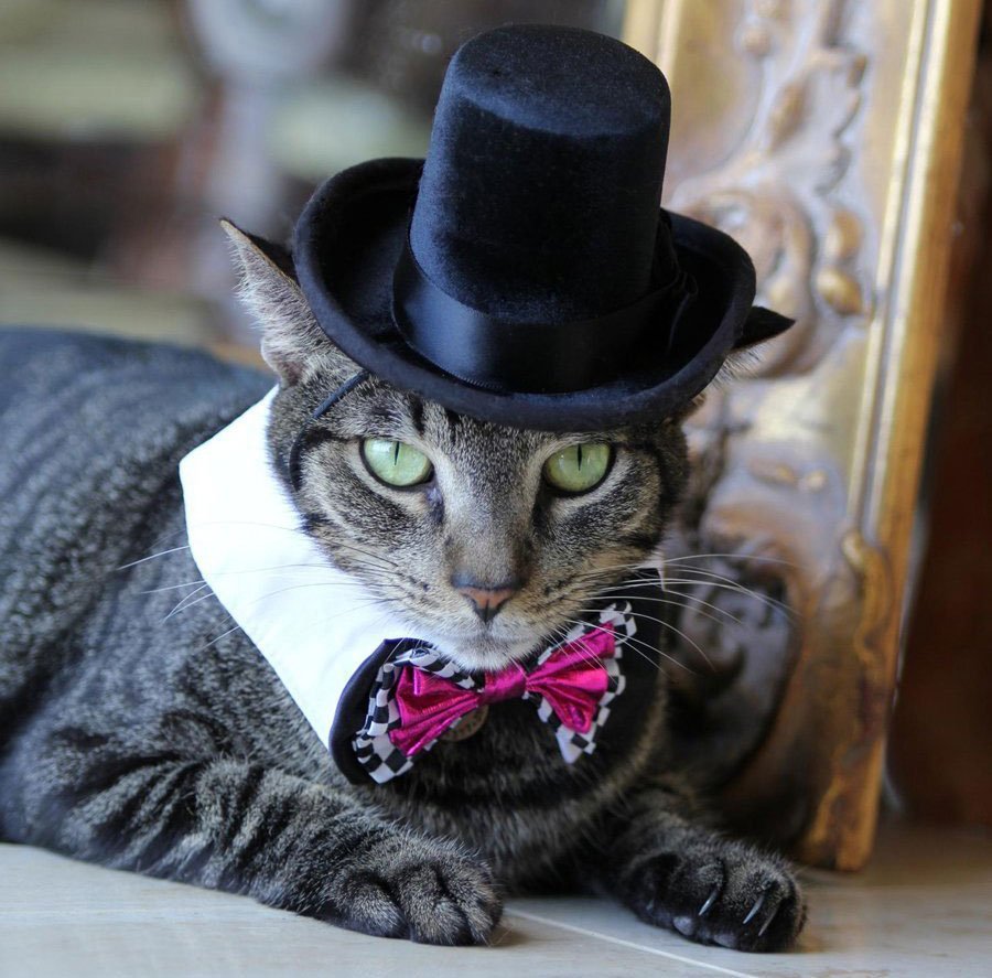 Кот Аристократ