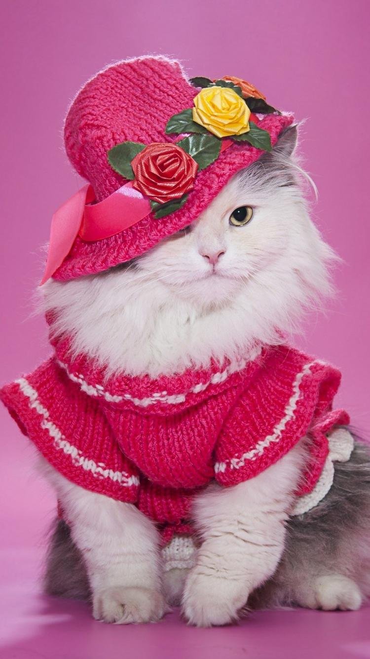 Кошечка в шляпке