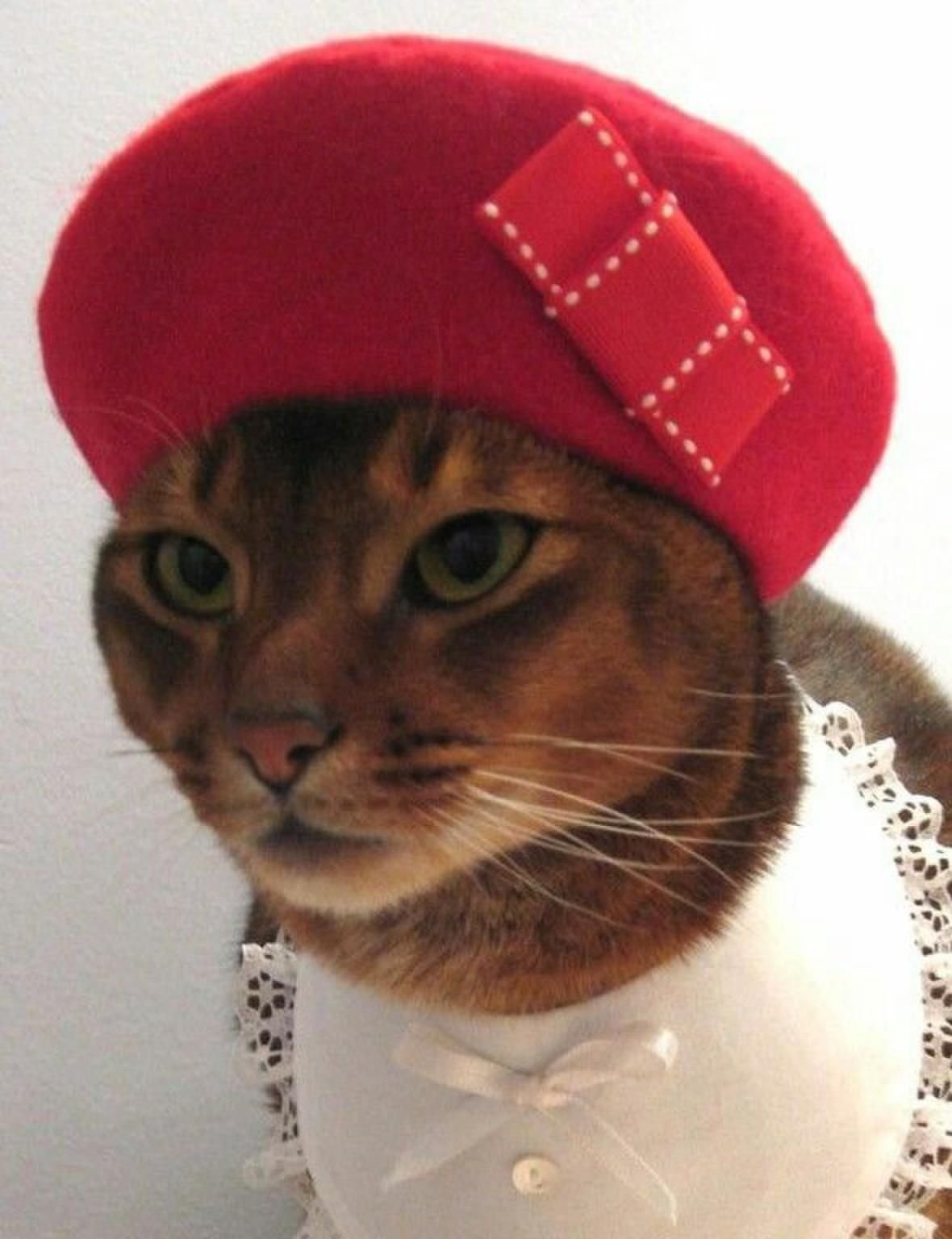 Кот в шапке