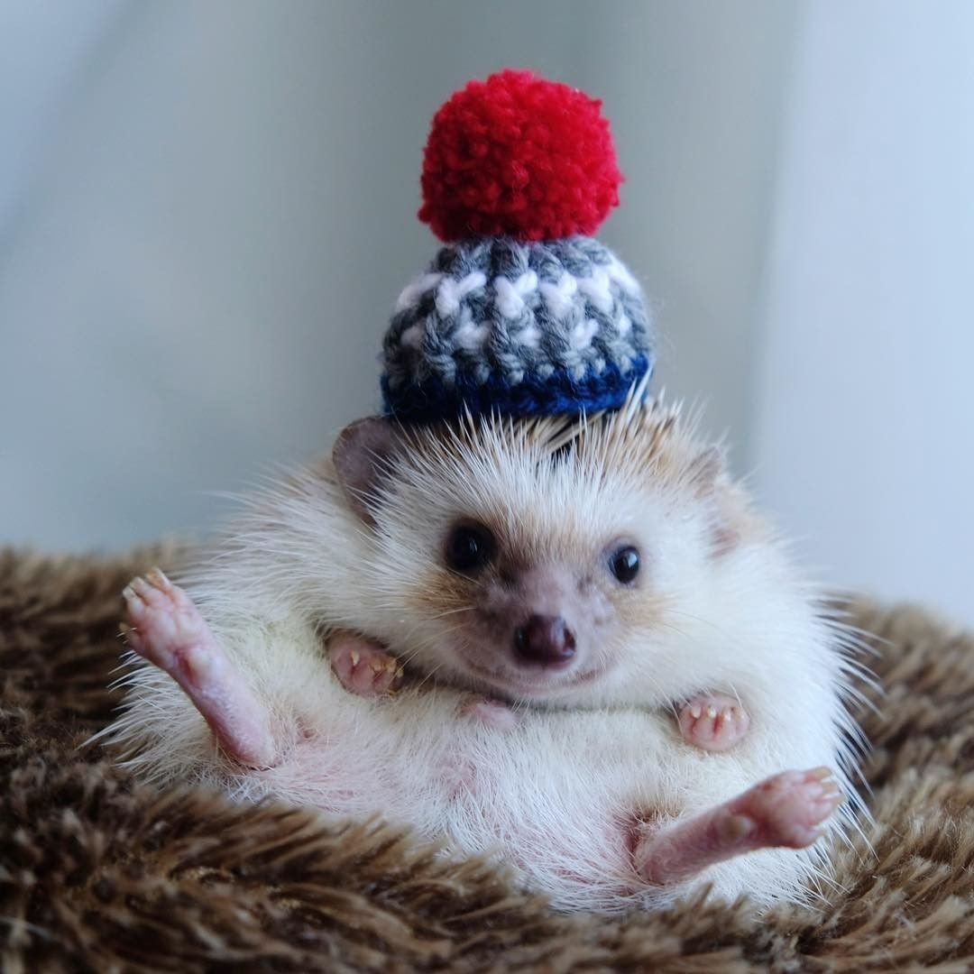 С новым годом Ежик