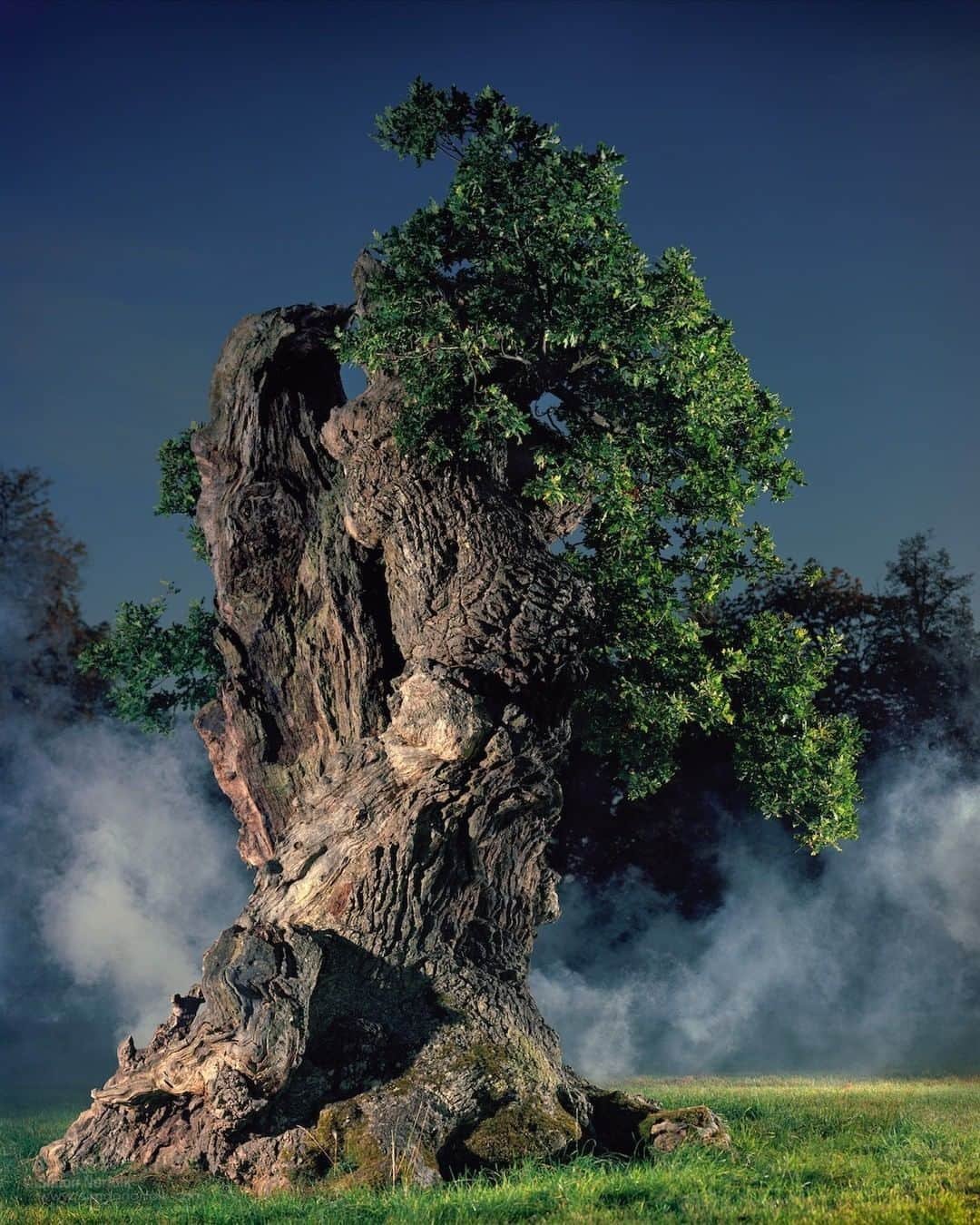 Красивое старое дерево. Дуб парк Фредвилл, Нонингтон, Великобритания. Старое дерево. Древние деревья. Огромный дуб.