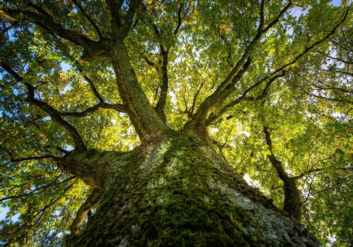 Большой дуб картинка