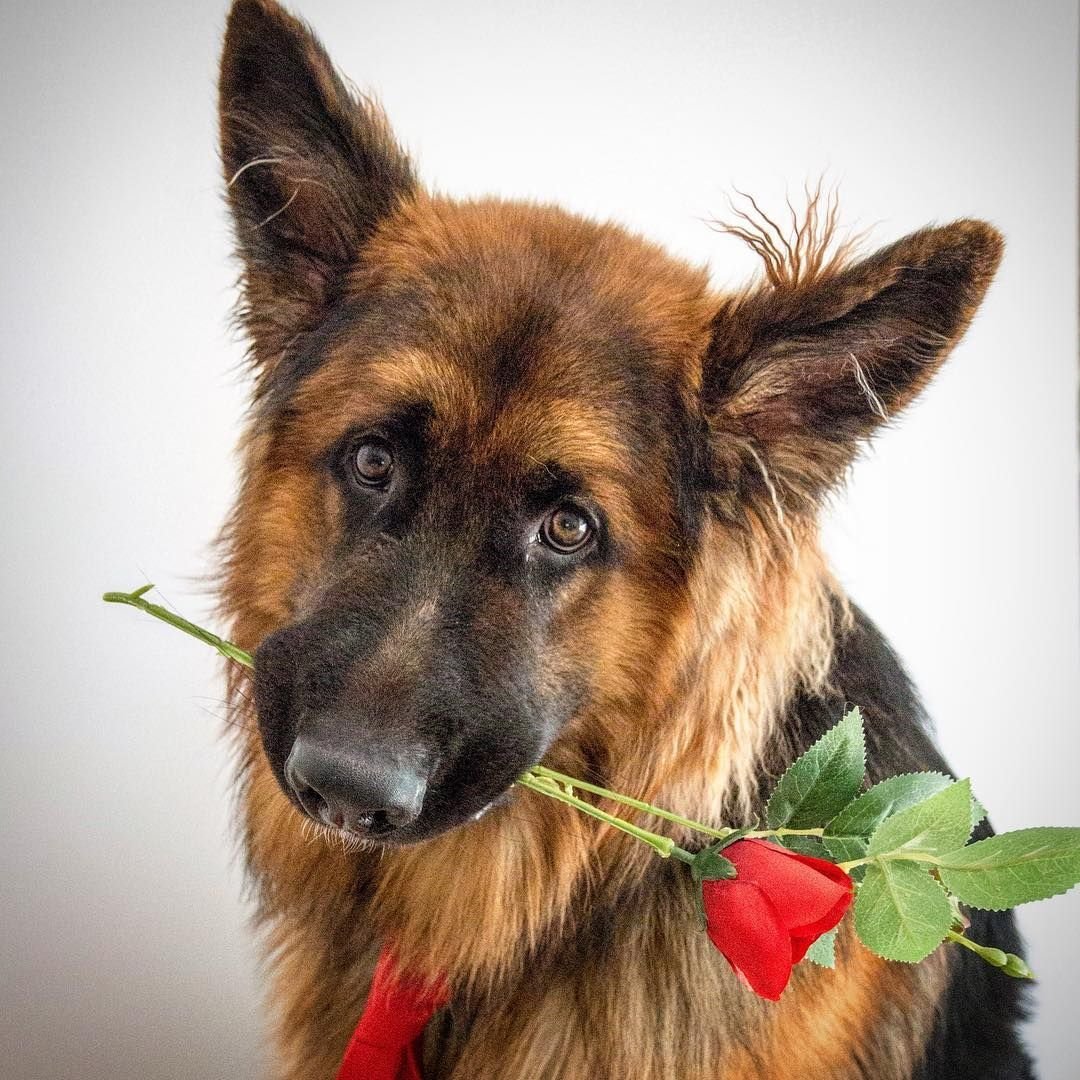 Немецкая овчарка Арчи