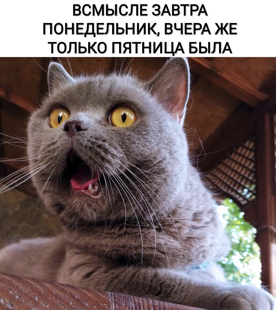 Завтра понедельник приколы