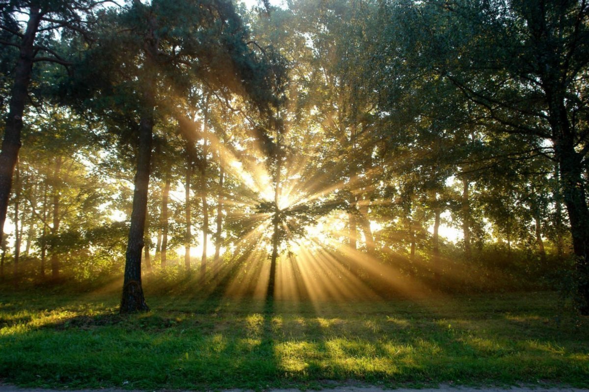 Рассвет в лесу