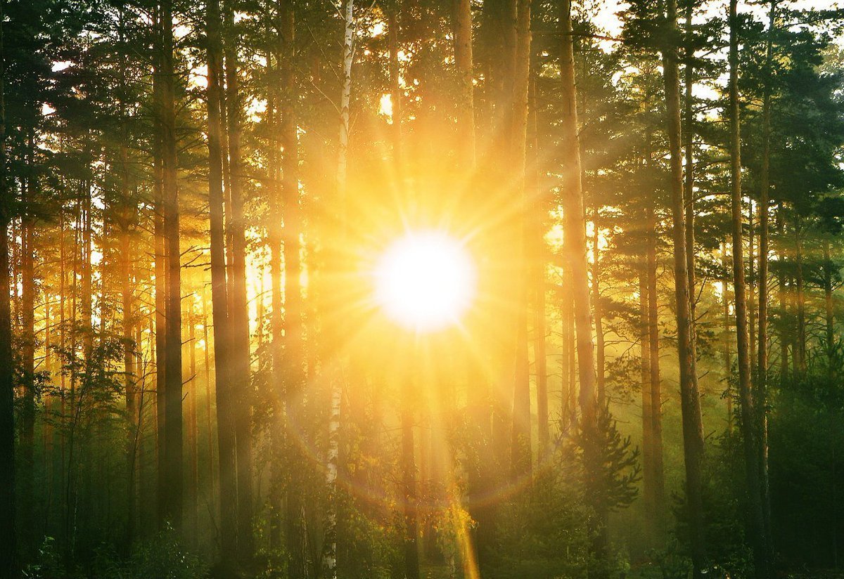 Беловежская пуща лес