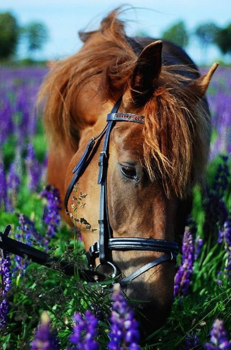 Лошадь в лаванде