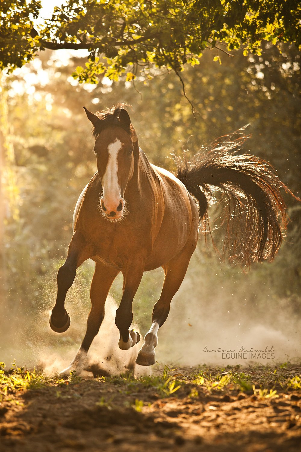 Лошадь скачет галопом