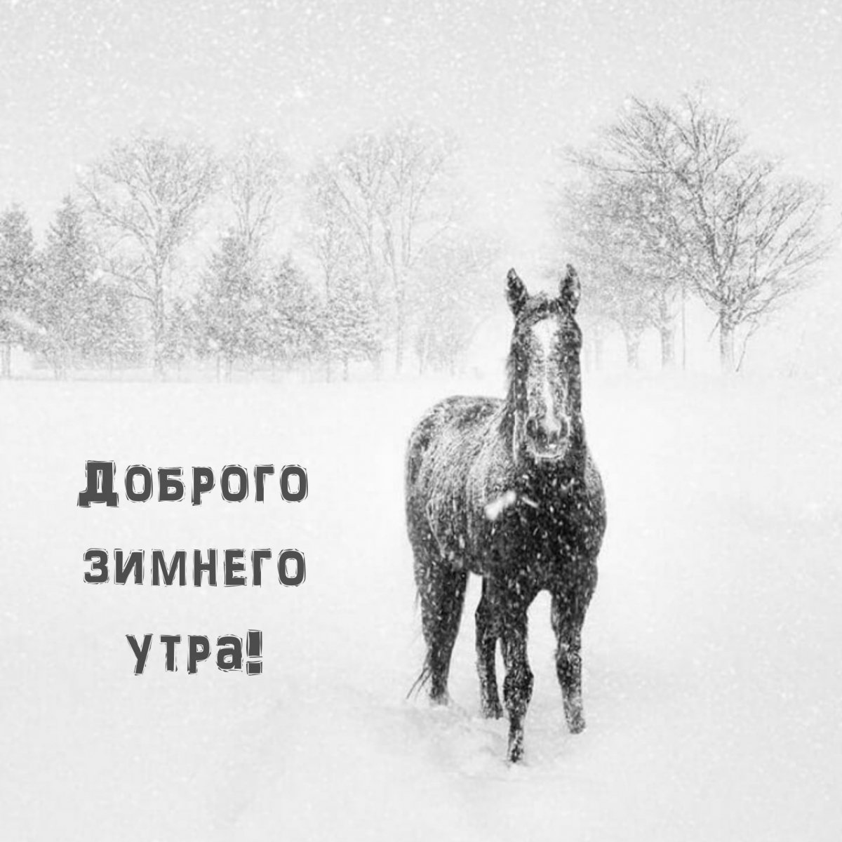 Доброе утро зима лошади