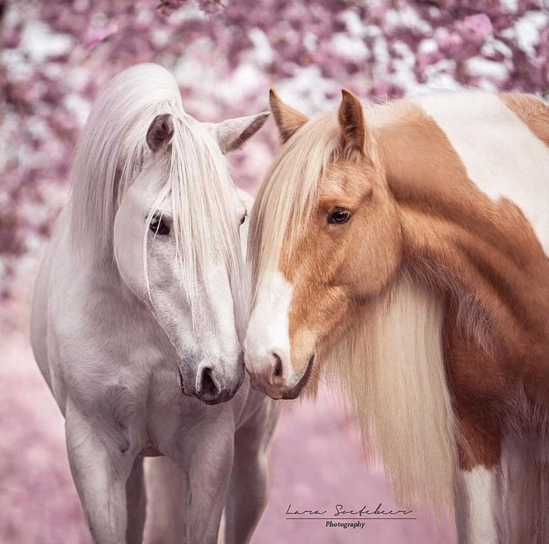 Лошадиные нежности