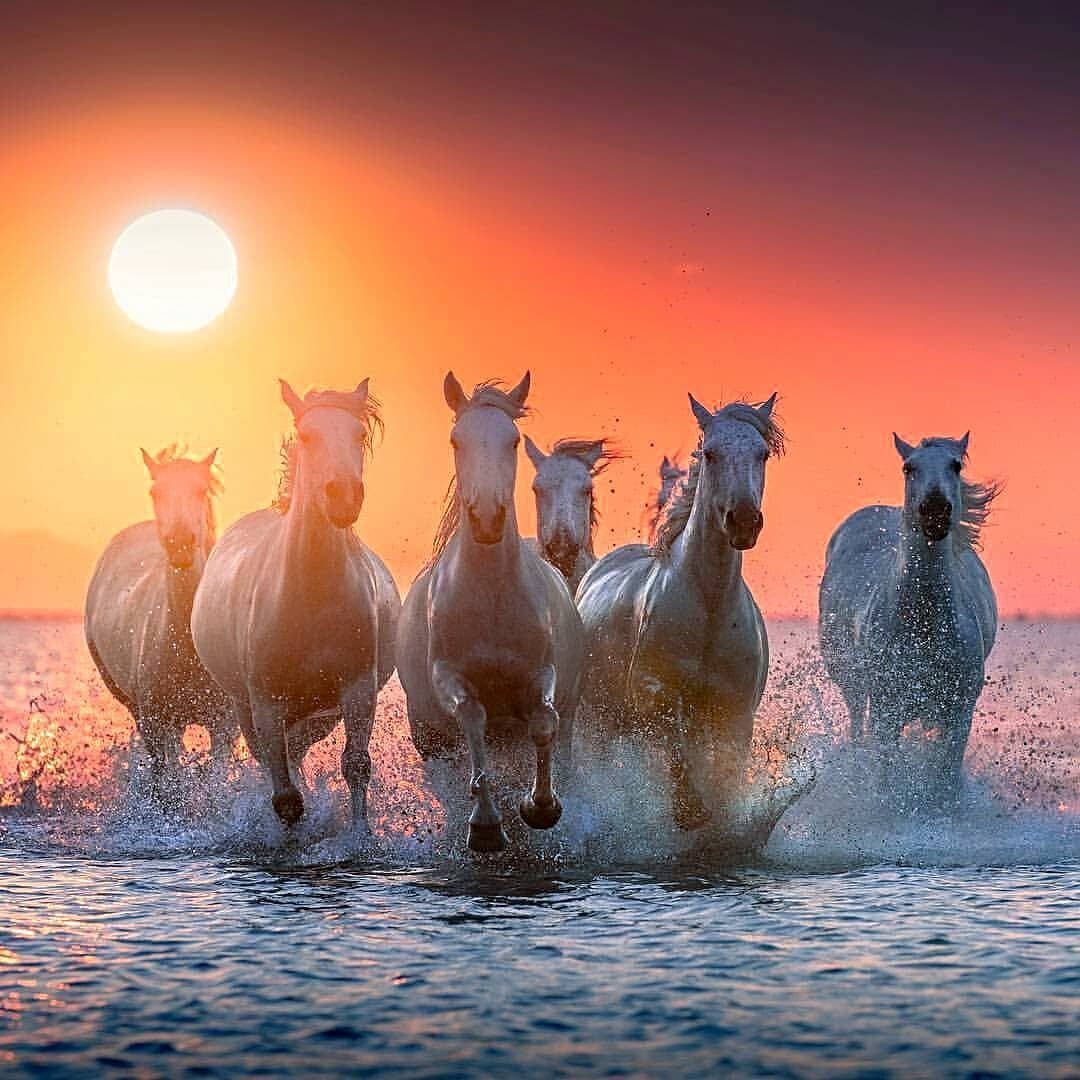 Табун лошадей