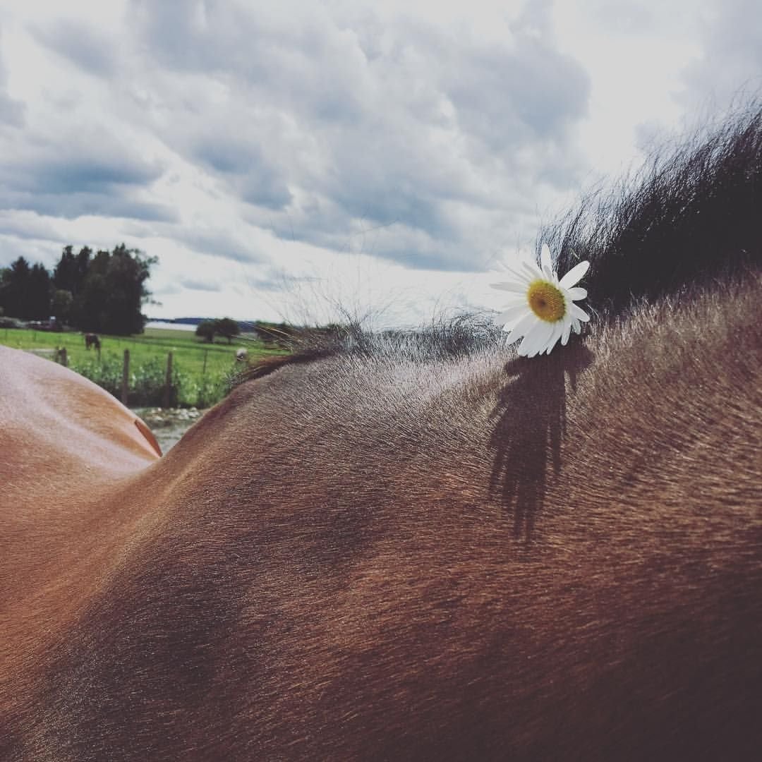 Красивые инстаграмы лошадей