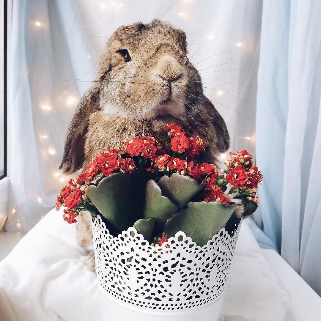 Зайчик с цветами