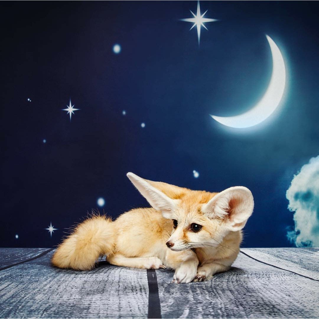 Спокойной ночи Лисенок