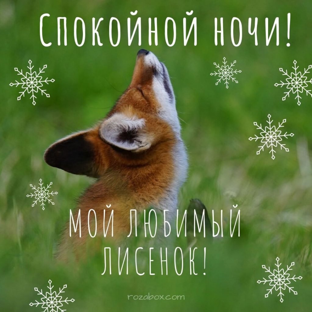 Спокойной ночи Лисенок