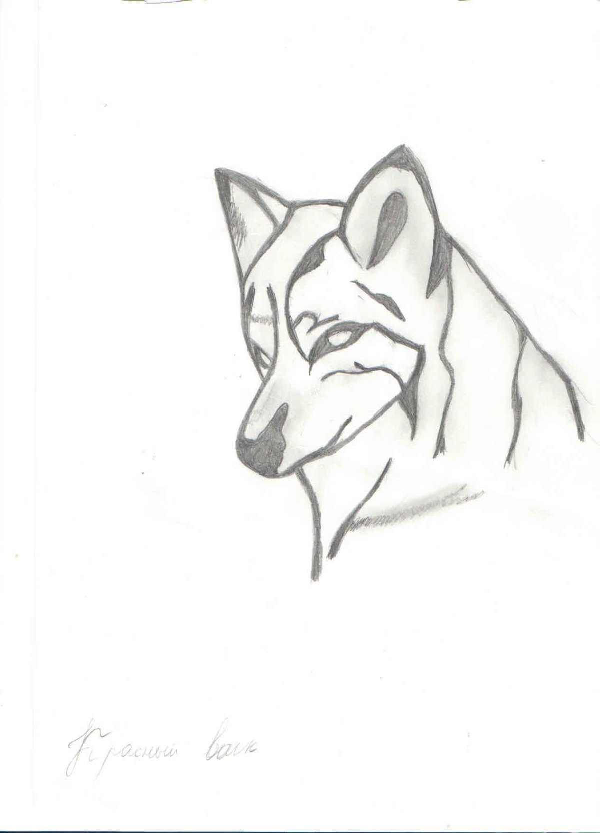 Рисунок волка карандашом для срисовки