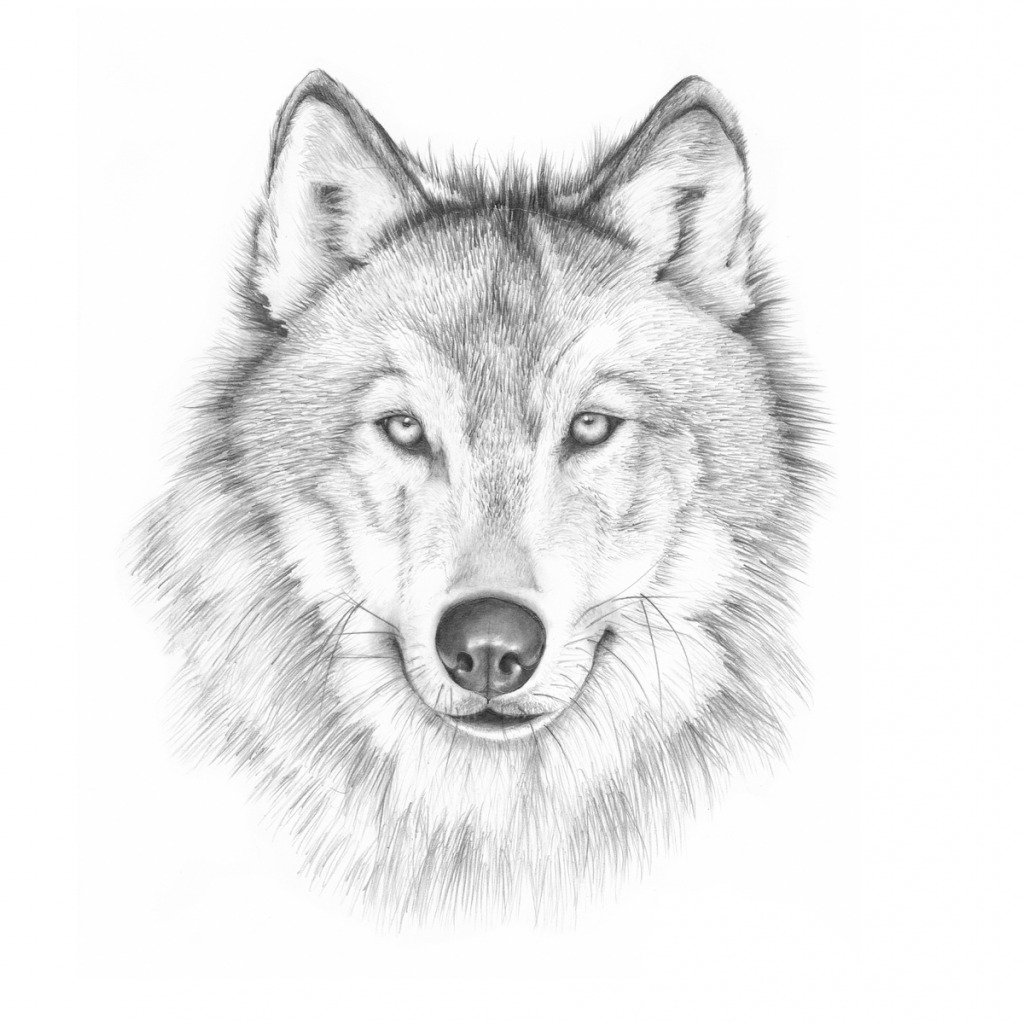 Волк набросок