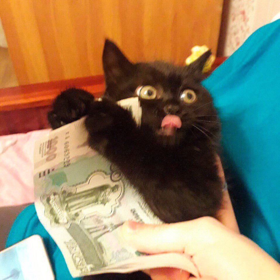 Кот с купюрой