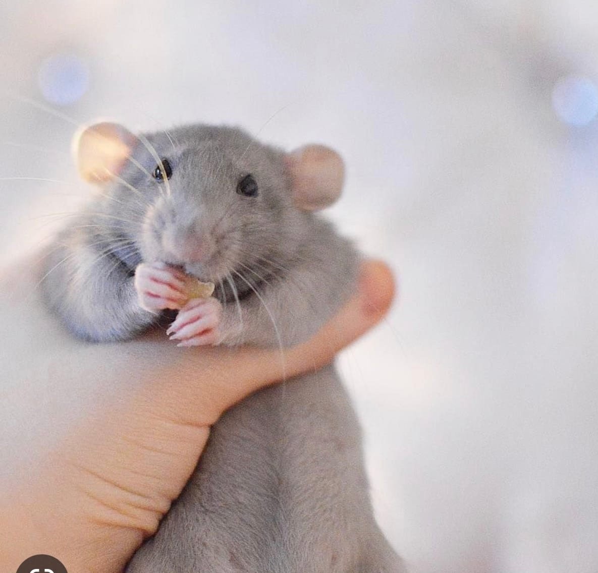 Крыса Дамбо