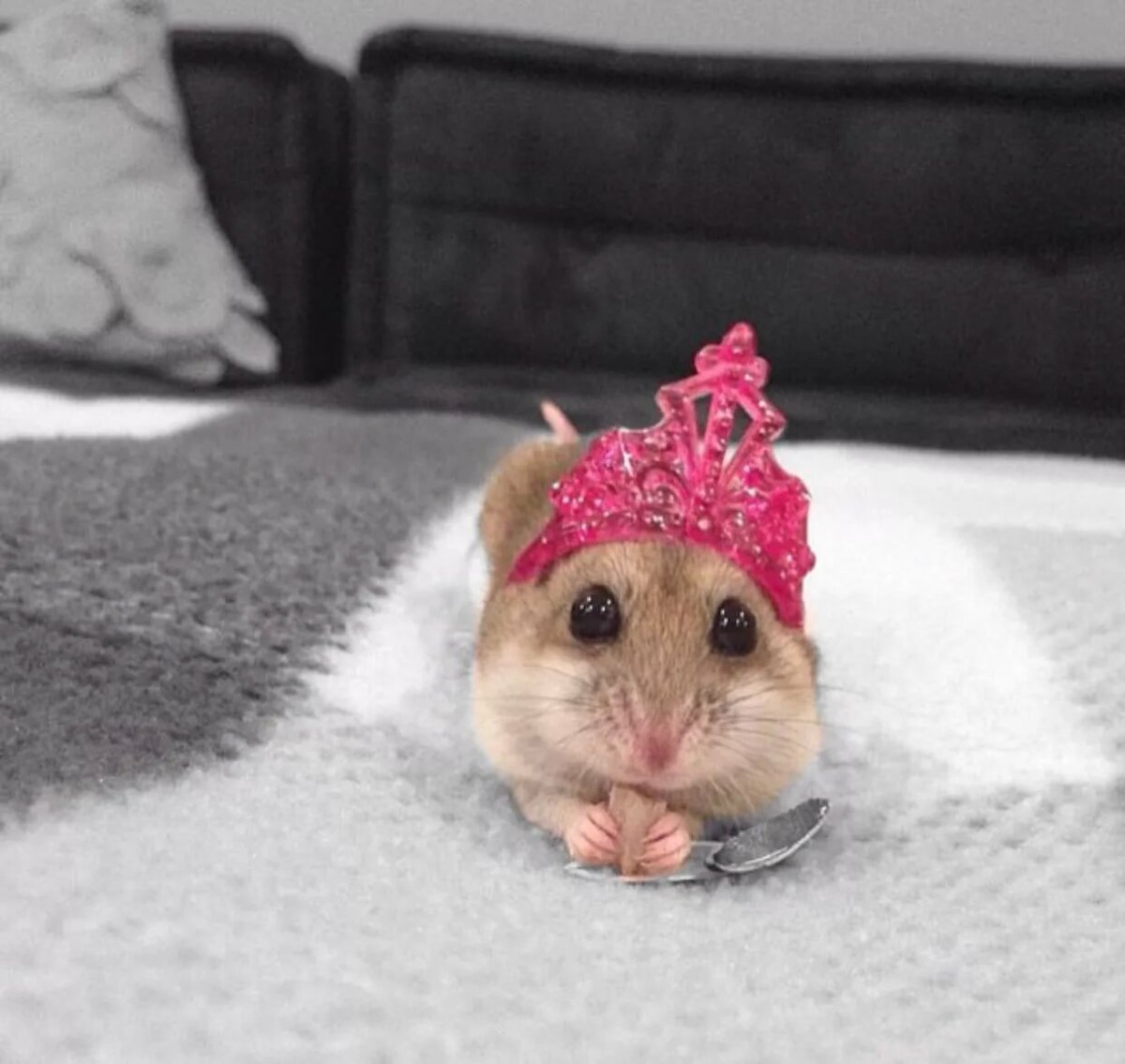 Хомяк в шапке