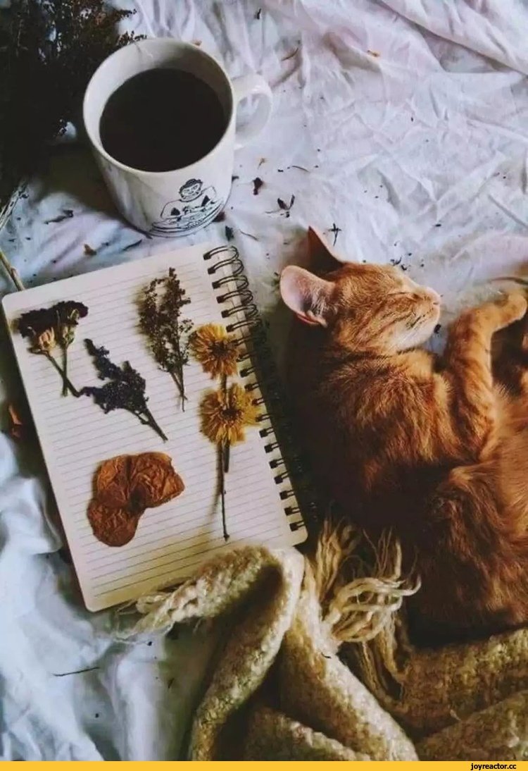 Уютные кошки