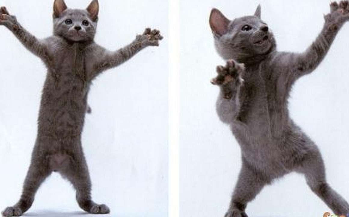 Кот танцует