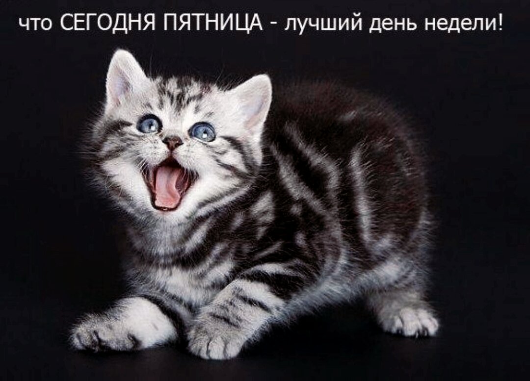 Кошки в пятницу