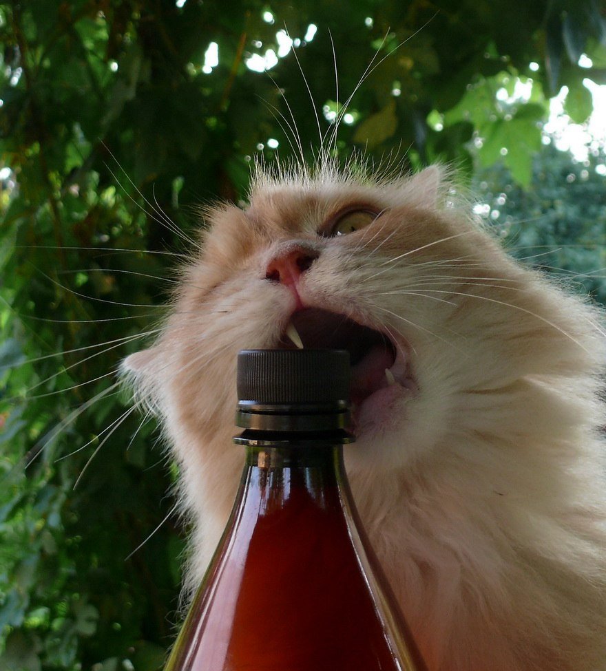 Кот с бутылкой