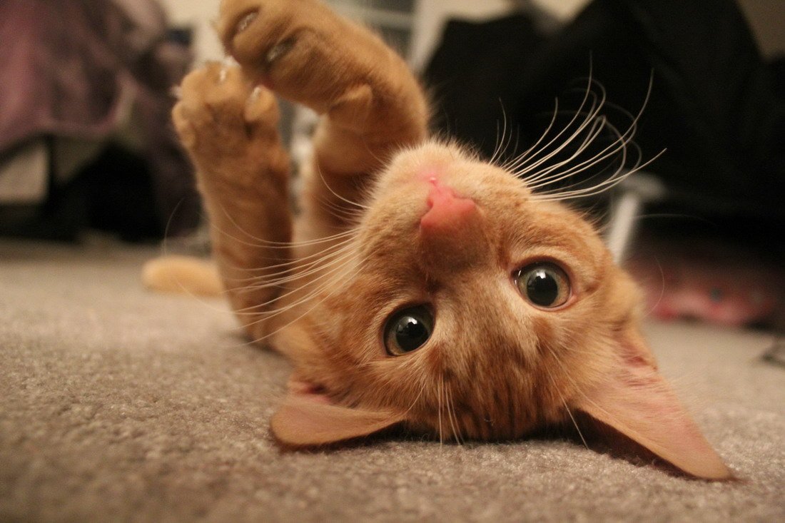 Эти забавные животные