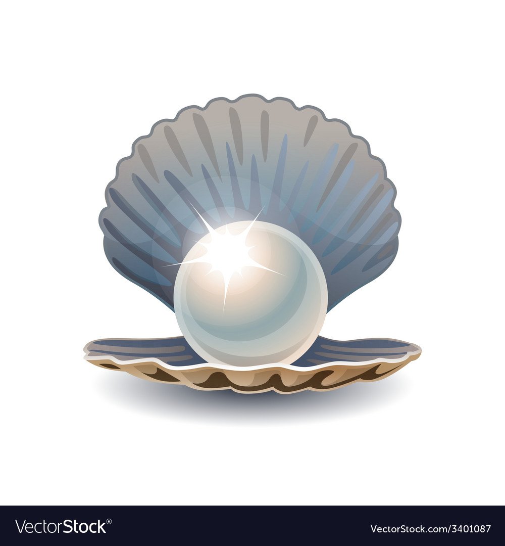 Морская Жемчужница белая моллюск