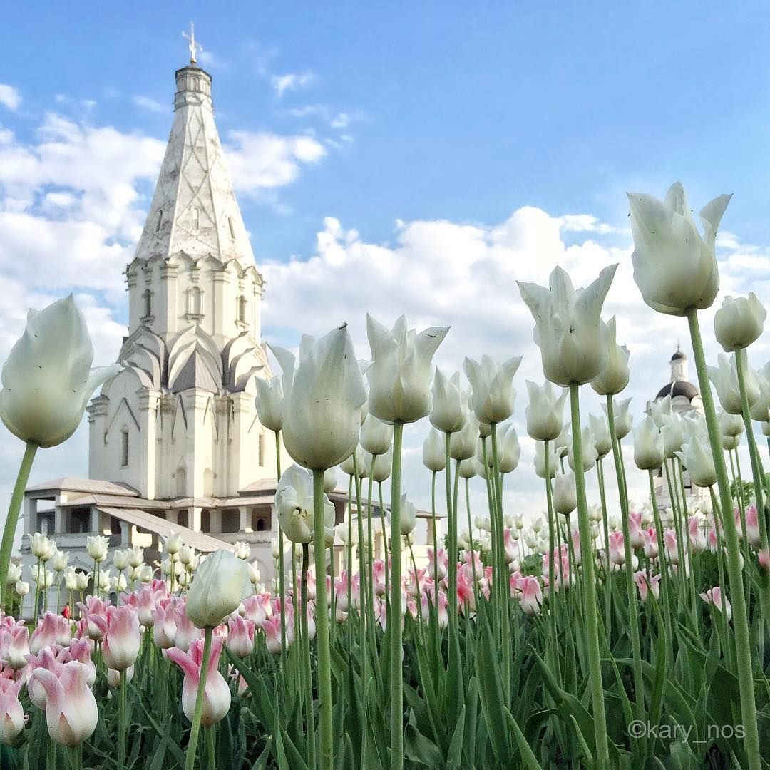 Коломенское парк тюльпаны