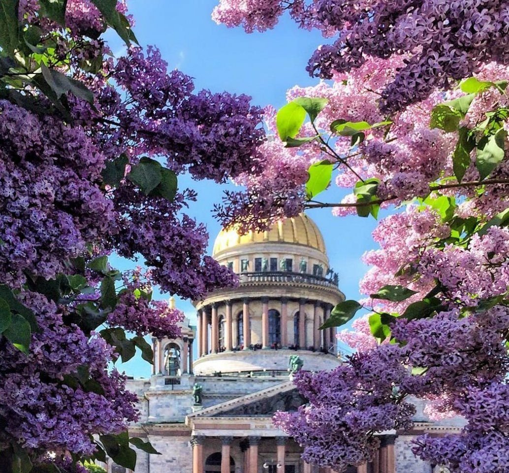 Исаакиевский собор сирень