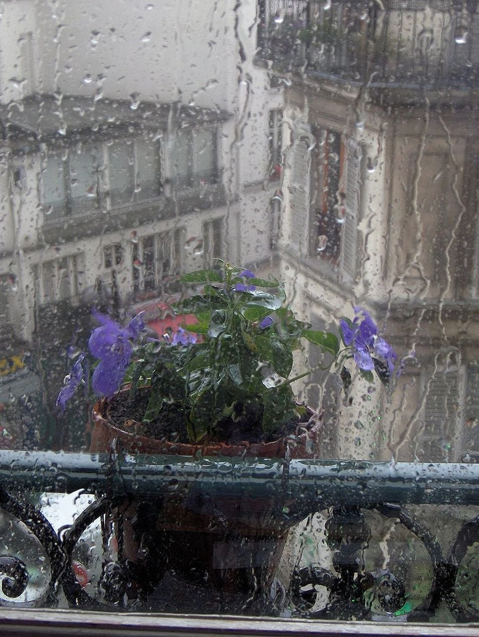 Дождь за окном