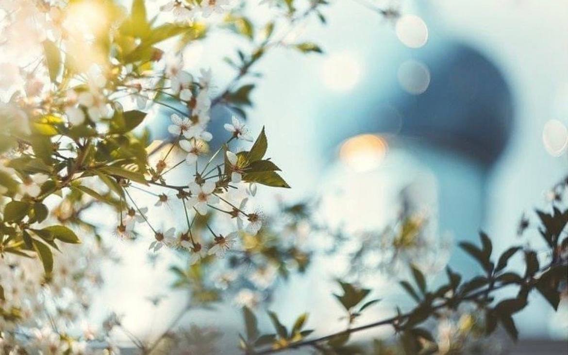 Весна Церковь боке