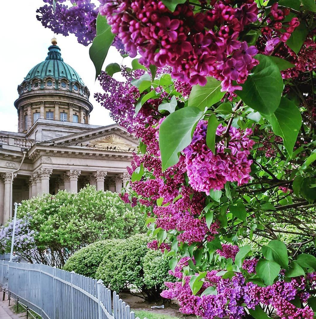 Исаакиевский собор сирень